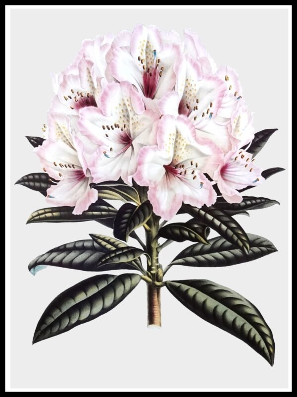 CC 357 Pink Rhododndrn I